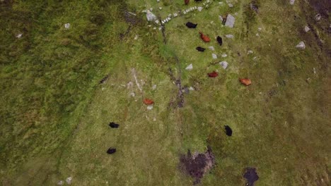 Eine-Drohnenaufnahme-Von-Oben-Nach-Unten-Von-Kühen,-Die-Im-Dartmoor-Nationalpark-In-Devon-Grasen