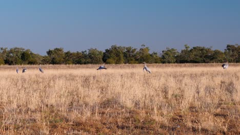 Dancing-brolgas-in-Australia,-outback