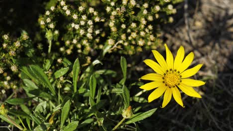 Einzelne-Gelbe-Blume,-Die-Sich-Im-Wind-Bewegt