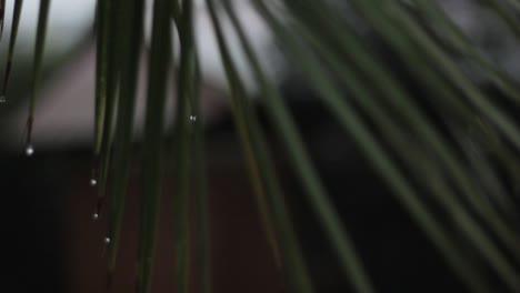 a-close-up-a-palm-tree-with-water-drops-on-it,-while-it-was-raining-1