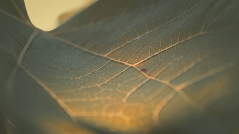 Macro-shot-of-leaf-veins-and-cells-with-warm-colors-in-Slow-motion