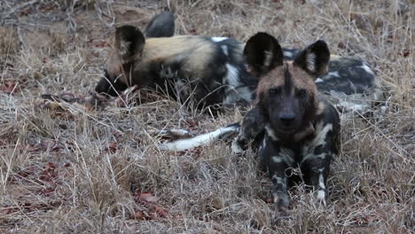 African-Wild-Dogs-Chewing-the-Carcass-of-a-Young-antelope