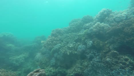 Unterwasseraufnahmen-Von-Korallen-Und-Fischen