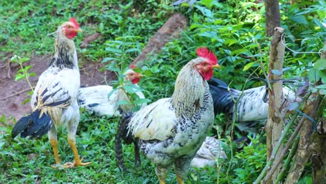 Flock-of-chickens-free-range-on-a-rural-farm-in-Asia