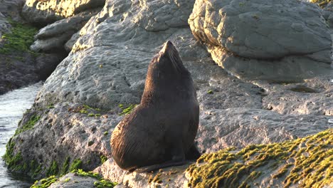 New-Zealand-fur-seal-at-dawn