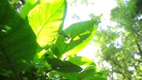 Grüne-Blätter-Und-Sonnenlicht