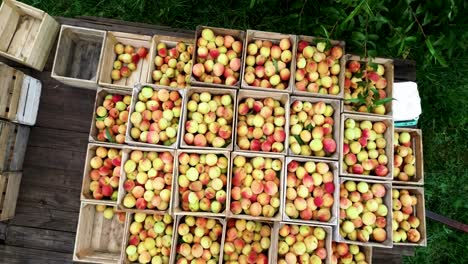 Low-aerial-camera-showing-loaded-bins-of-freshly-picked-peaches-in-an-orchard