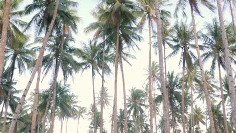 Slow-motion-dolly-shot-of-tall-palm-trees-with-thin-stems-seen-from-the-ground