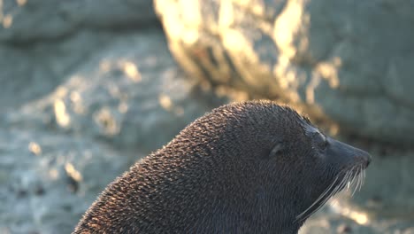 Close-up-of-a-New-Zealand-fur-seal-basking-in-the-sun-at-sunrise