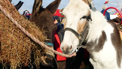 Donkey-eating-hay-in-outdoor-event