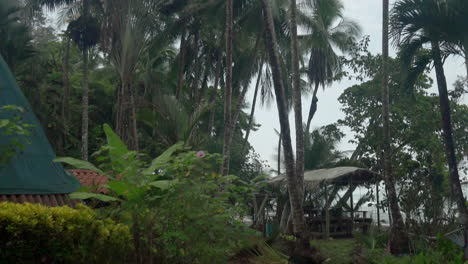Zeitlupenaufnahme-Eines-Großen-Bündels-Grüner-Kokosnüsse,-Die-Zu-Boden-Fallen-Und-Beim-Aufprall-An-Den-Stränden-Von-Punta-Banco,-Costa-Rica,-Auseinanderbrechen