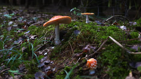 Poisonous-toadstools-in-a-mossy,-wet-forest-in-autumn,-surrounded-by-some-wet-leafes