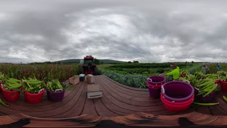 360-vr-of-tractor-in-a-cornfield-with-pickers-coming-over-to-empty-their-freshly-picked-baskets-of-corn