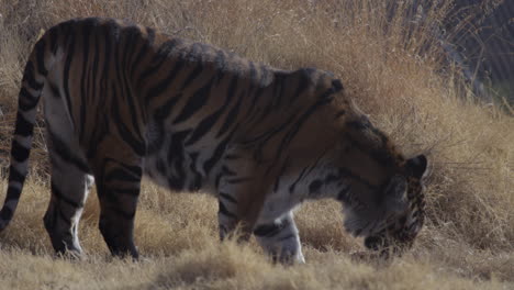 Tiger-eating-his-kill-in-zoo-habitat
