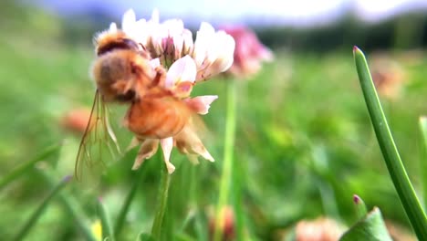 Makro-Zeitlupenaufnahme-Einer-Honigbiene,-Die-An-Einer-Blume-Arbeitet