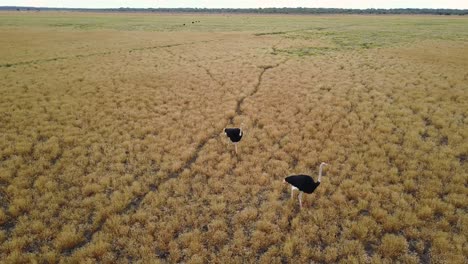 Dramatic-Aerial-Spinning-Shot-of-two-ostriches-walking-through-golden-grasslands