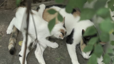 Dolly-Einer-Weißen-Streunenden-Katze,-Die-Ihr-Kätzchen-Zwischen-Pflanzen-Und-Blättern-Im-Hinterhof-Eines-Verlassenen-Hauses-Füttert
