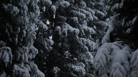 Schneeflocken-Fallen-Durch-Schneebedeckte-Bäume-In-Zeitlupe,-Handgehalten