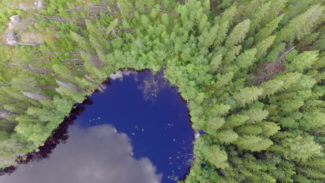Aerial-video-of-a-drone-ascending-from-near-lake-surface-to-see-fallen-trees-in-the-wild-forest