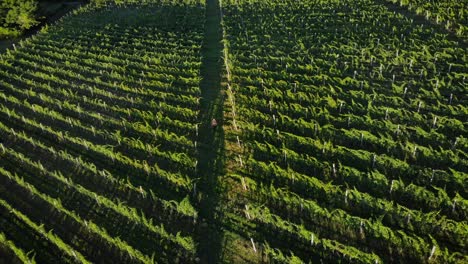 Man-walking-in-vineyard-with-grapes-for-wine-during-sunrise-aerial-view