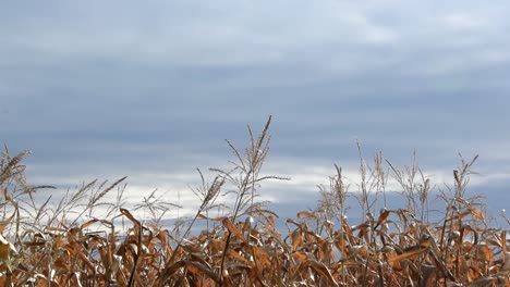 View-of-cornfield-blowing-in-the-wind-in-autumn-time