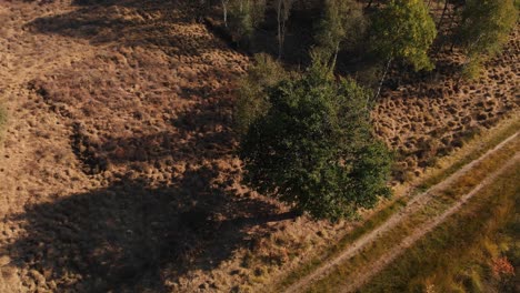 Top-down-view-of-a-tree-next-to-a-dirt-road-going-down-revealing-the-details-of-the-tree-with-a-birch-forest-behind-it-in-a-moorland-landscape