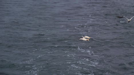 Northern-gannets-on-the-surface-of-the-ocean-after-diving-in-trying-to-get-scraps-of-fish-tossed-from-a-passing-boat