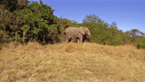 Ein-Gefährlicher-Moment-Mit-Einem-Männlichen-Afrikanischen-Elefanten,-Der-Auf-Die-Kamera-Zustürmt