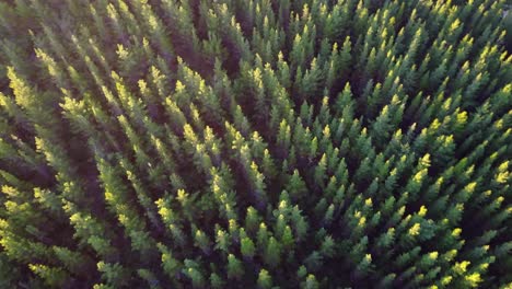 Drone-footage-looking-down-on-an-angle-at-the-top-of-a-pine-tree-plantation-with-a-setting-sun-shinning-on-the-tips-of-the-pines-causing-them-to-glow