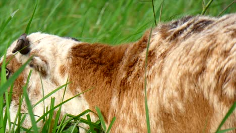 Sheep-eating-grass-.