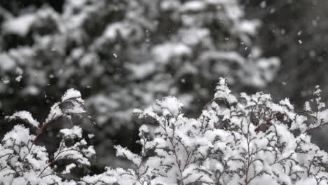 Fluffy-snow-falls-gently-in-slow-motion