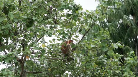Mono-De-Probóscide-Sentado-En-La-Copa-De-Un-árbol-Comiendo-Laves-En-La-Jungla-De-Borneo
