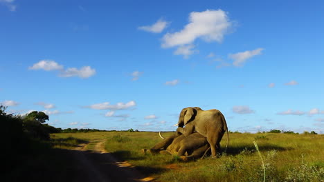 Young-bull-elephants-try-to-dominate-and-older-bull-elephant,-Loxodonta-africana-by-standing-on-top-of-him-during-winter-at-Kariega-Private-Game-reserve-in-eastern-cape-region-of-South-Africa