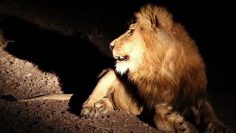 Yawning-Lion-Lit-By-Spotlight-Surrounded-by-Darkness