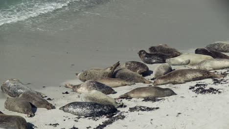 Waves-come-ashore-and-wake-up-sleeping-seals