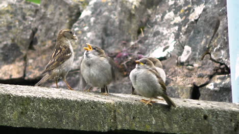 House-sparrow-adult-female-feeding-it's-fledged-begging-young-perched-on-a-garden-wall