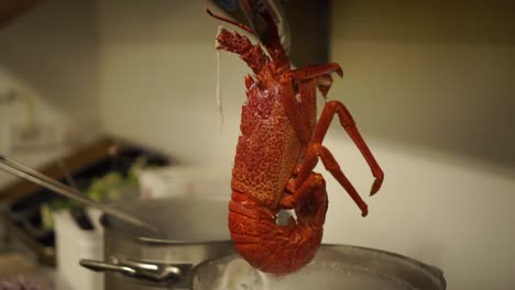 SLOWMO---Taking-out-boiled-New-Zealand-fresh-crayfish-from-a-pot-of-hot-water
