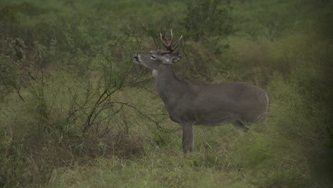 whitetail-buck-in-Texas