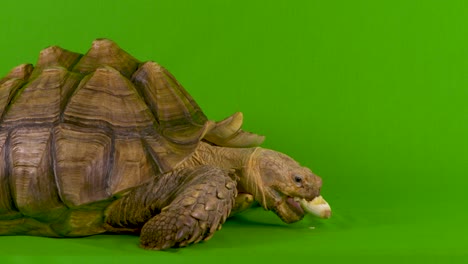 Mittlere-Aufnahme-Einer-Sulcata-Spornschildkröte,-Die-Auf-Grünem-Bildschirm-Eine-Banane-Frisst