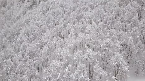 Aerial-shot-over-a-snowy-forest-in-Switzerland