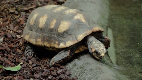Close-up-shot-of-red-footed-tortoise-drinking-and-walking