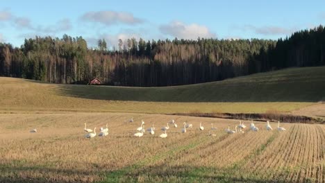 Migrating-birds-called-whooper-swans-or-Cygnus-cygnus-eating-on-field