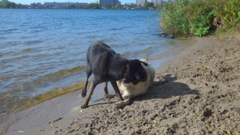 Hunde-Spielen-Zusammen-In-Der-Nähe-Eines-Sees