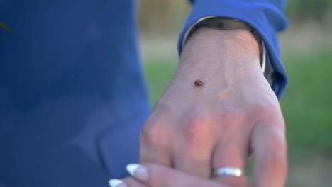 Ladybug-on-hands-of-newlyweds.-Ladybird-crawling