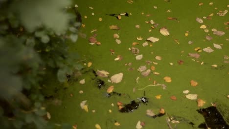Algen-Bedecken-Die-Bachoberfläche-Mit-Herbstblättern