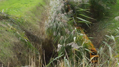 Close-up-of-a-skeleton-bucket-removing-water-plants-from-a-drainage-ditch