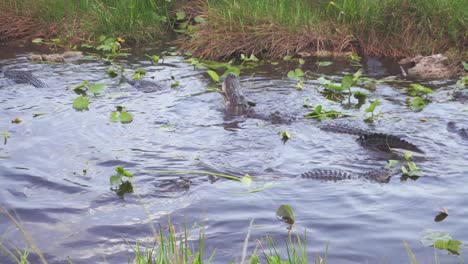 Alligatoren-Fressen-Fische-In-Den-Everglades-Im-Süden-Floridas-In-4K-Auflösung