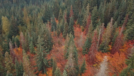 Luftaufnahme-Aus-Der-Vogelperspektive,-Die-Tief-über-Wunderschöne-Herbstbäume-Fliegt
