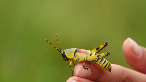 Slow-motion:-Close-up-toxic,-colorful-male-Elegant-Grasshopper-turns-around-on-a-caucasian-womans-finger-to-face-left-with-green-out-of-focus-background