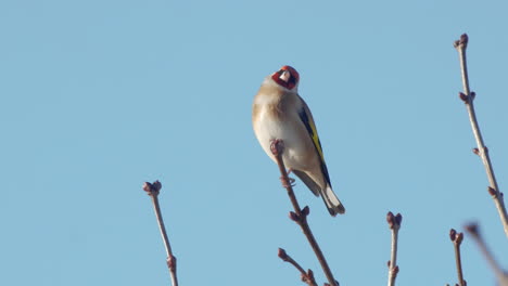 European-goldfinch-perching-on-tree-branch,-against-blue-sky-background
